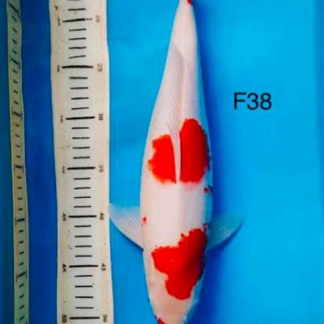 Kohaku F38cm