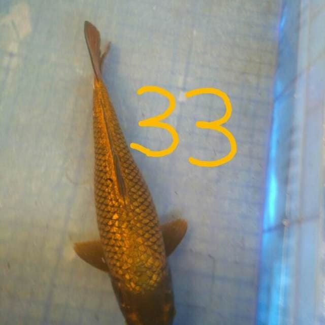 Gold Fish33