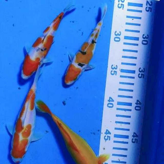 Kohaku sanke doid 14-17cm 4ekor