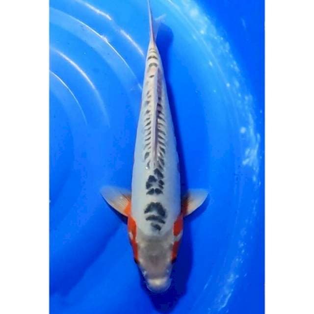 Jumbo Shusui Ring Rapi 38cm (F)