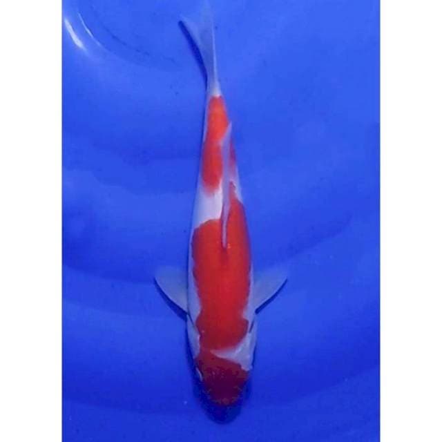 Hanatsuki Kohaku Original Patern 26cm (F)