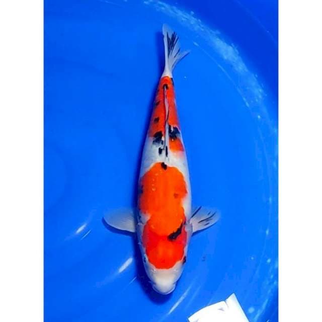 HQ 2step Sanke Good Body, Calon Jumbo 39cm (F)