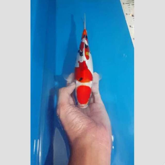 sanke doit 4step HQ harga miring 30bu