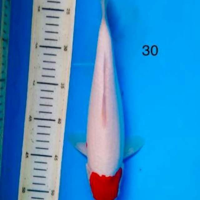 Tancho kohaku 30cm