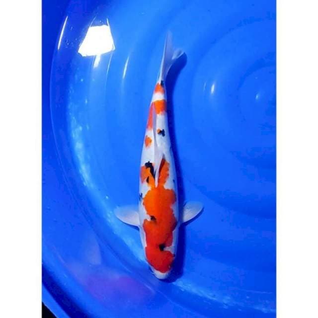 HQ Jumbo Sanke Berpunuk 42cm (F)