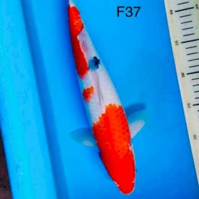 Sanke F37cm