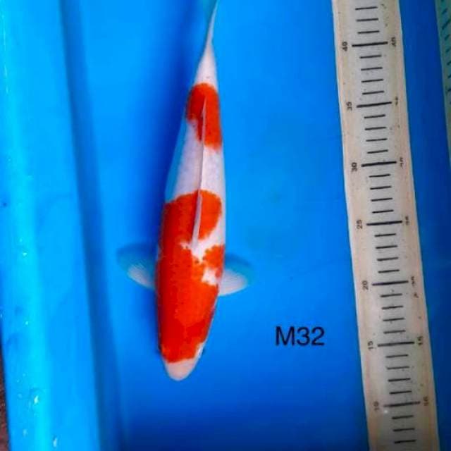 Kohaku M32cm