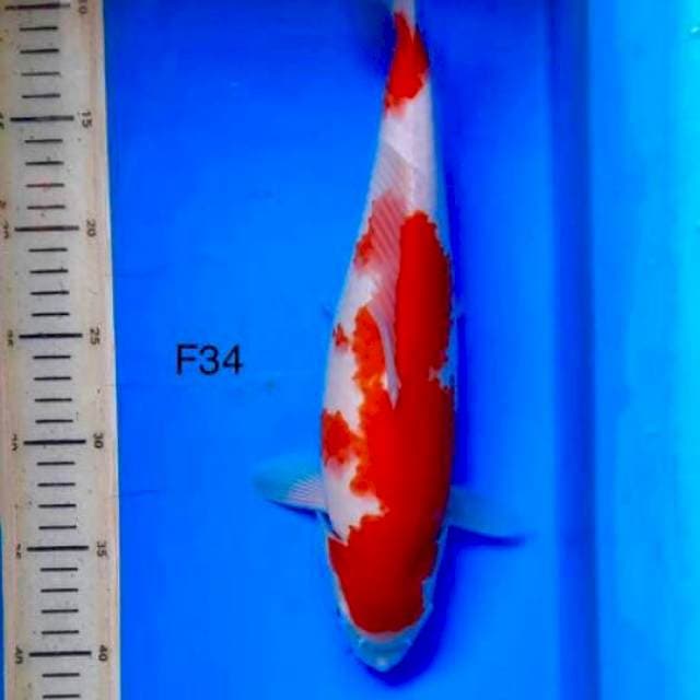 Kohaku calon jumbo F34cm