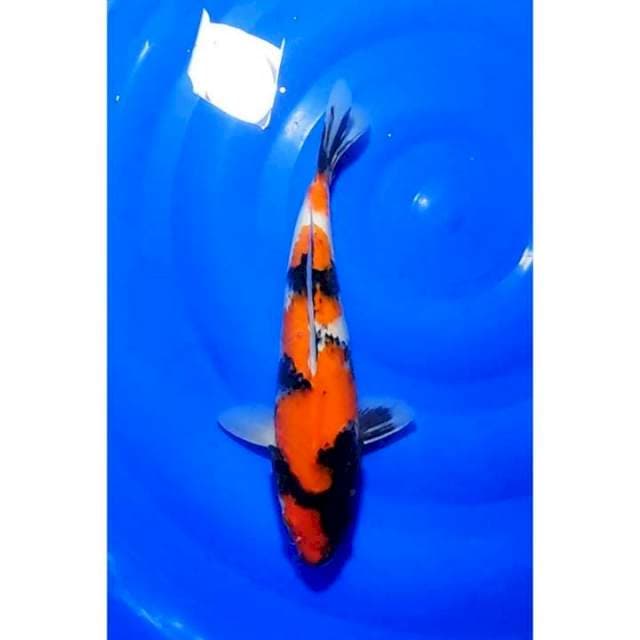 Showa Sanshoku Tategoi Calon Bagus 32cm (F)