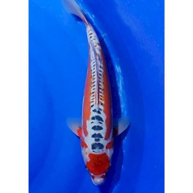 Antik - Tancho Shusui Jumbo Original 40cm (F)
