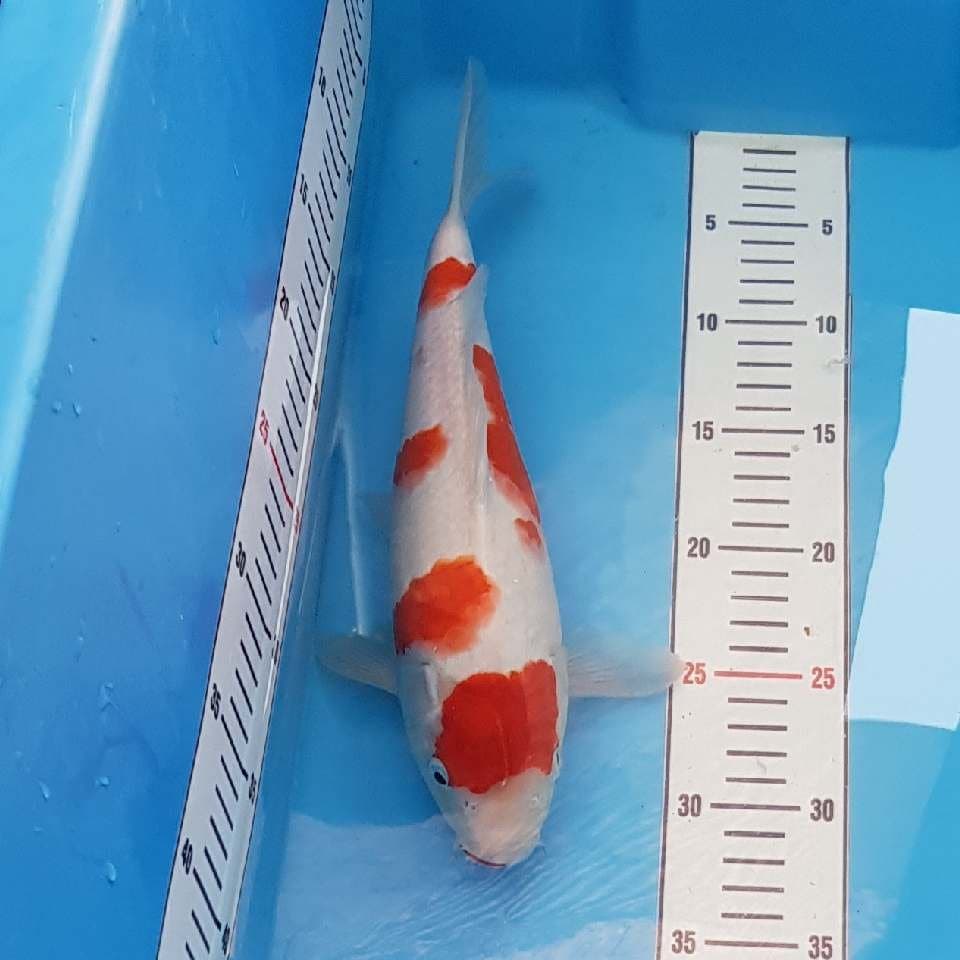 Kohaku Kuchibeni