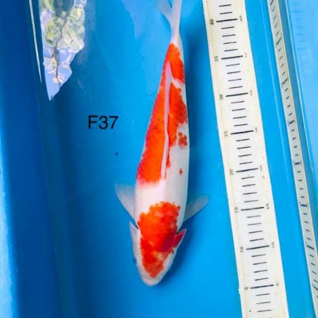 Kohaku F37cm
