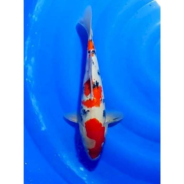 Strong 3step Sanke Original 35cm (M)