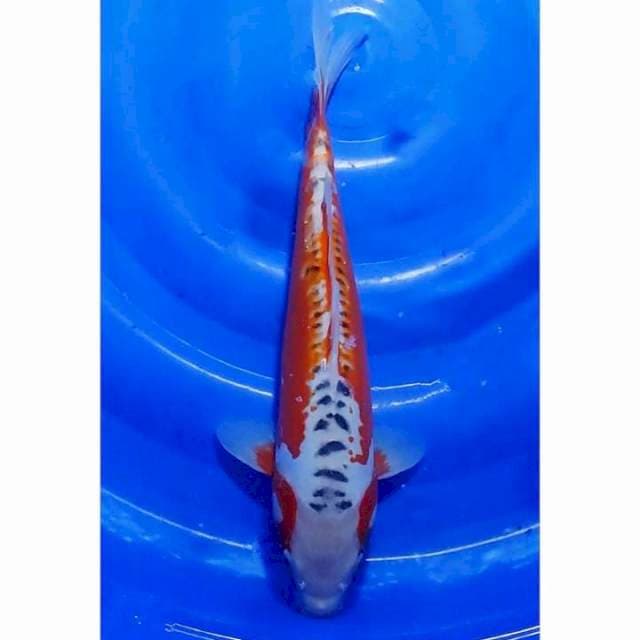 Jumbo Hana Sushui Moto-aka Seimbang 39cm (F)