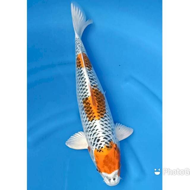 Jumbo kujaku original 50bu