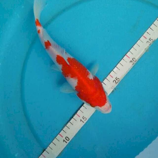 kohaku 26 cm