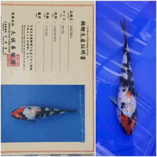 Showa marusei ๐ฏ๐ต 27cm
