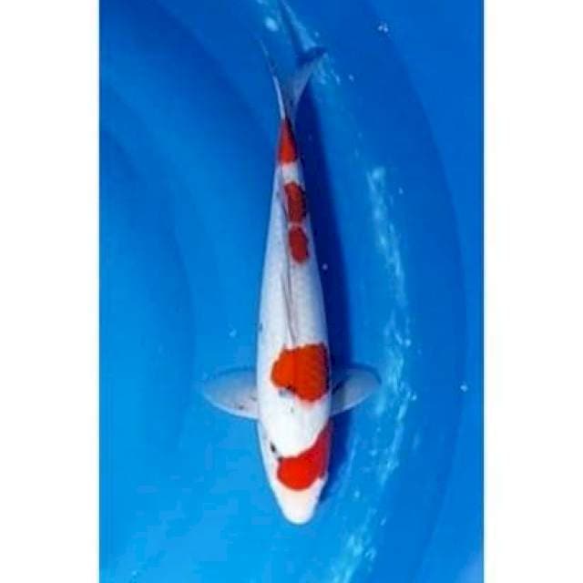 Red Strong Sanke 4step Original 33cm (F)