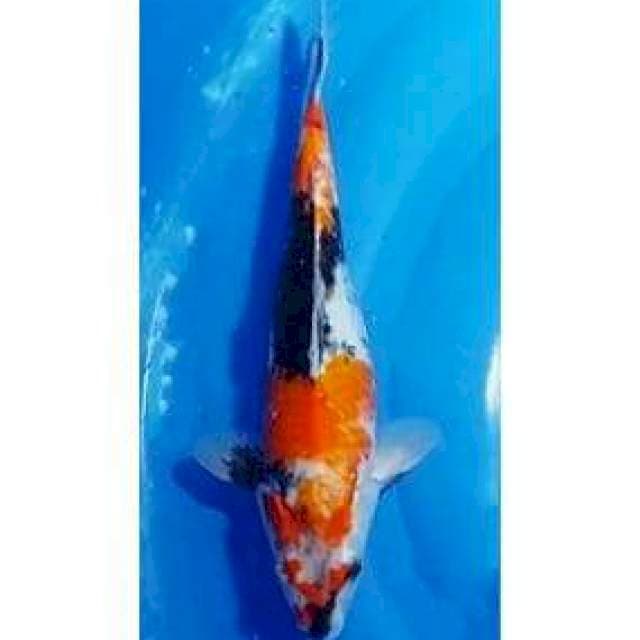 Showa Sanshoku Original 34cm (F)