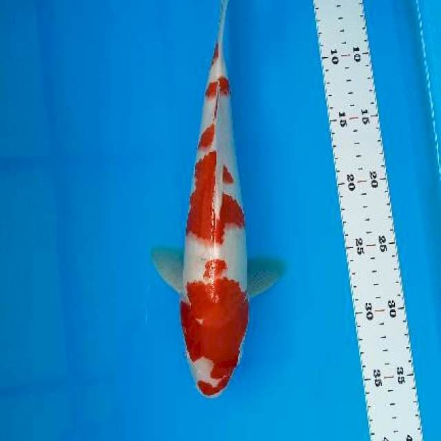 KOHAKU STRONG