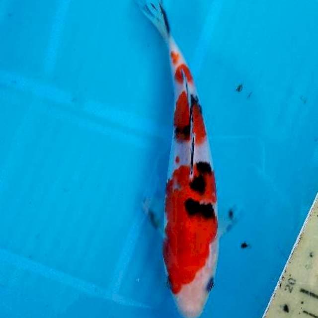 Sanke 18cm