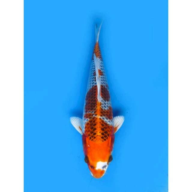 Kujaku HQ - 28cm Male