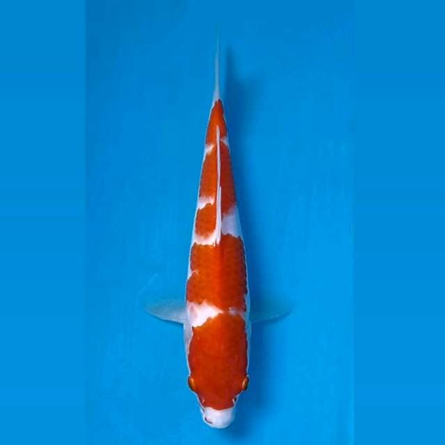 Kohaku, 22 cm