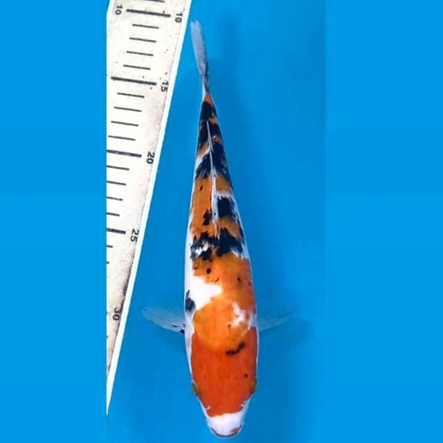Sanke, 22 cm