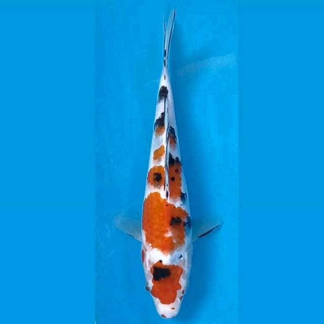 Sanke, 21 cm