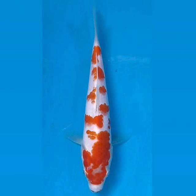 Kohaku, 19 cm