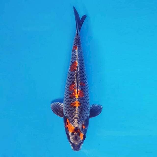 TORA 2 - BENI GINGA ®