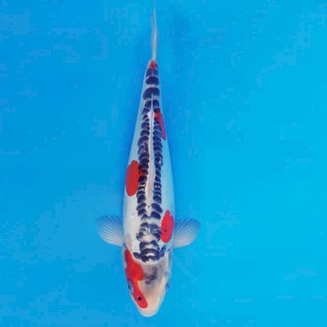 TORA 12 - GOSHIKI DOITSU ®