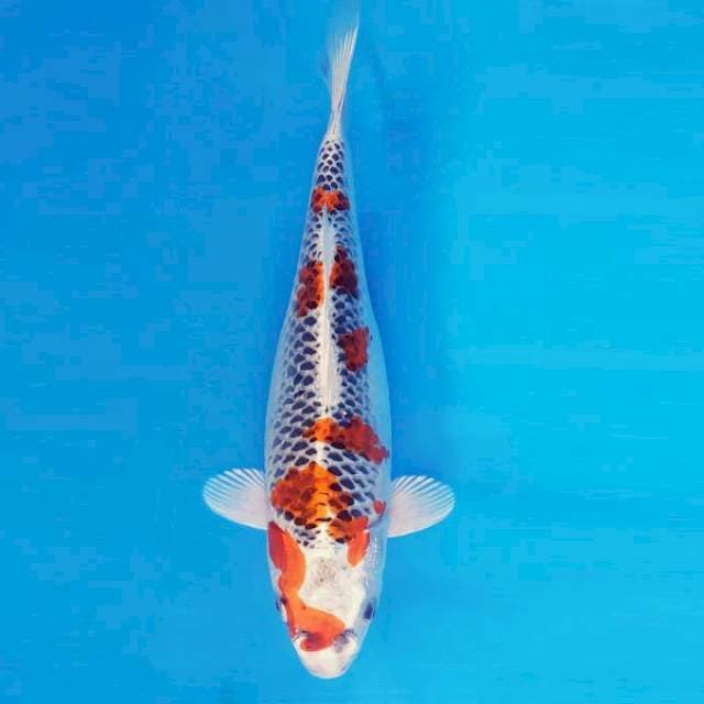 TORA 14 - KUJAKU ®