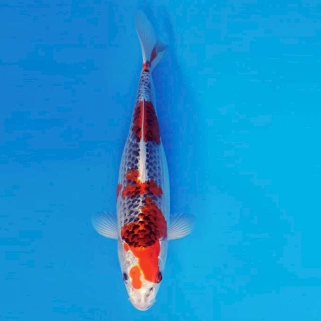 TORA 15 - GOSHIKI ®