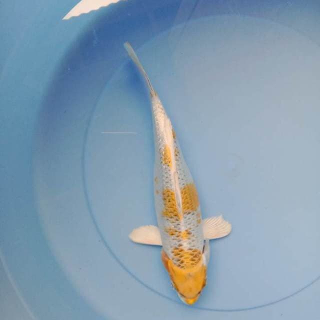 Hariwake