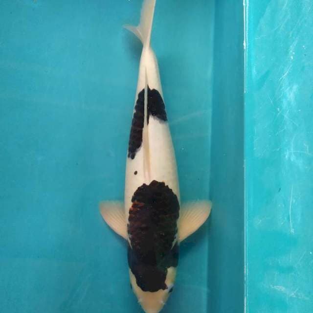 Ni Dan Koromo Ori 43cm