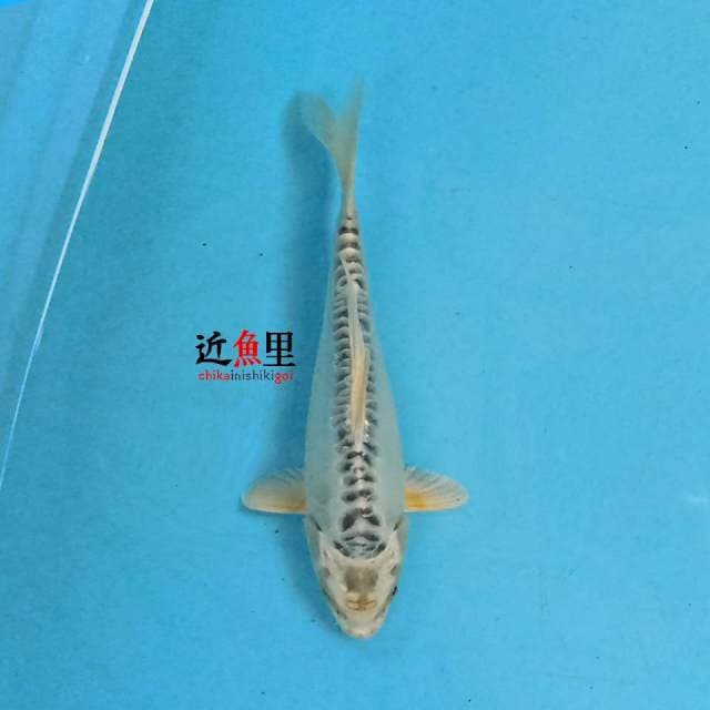 Kikokuryu 21 cm