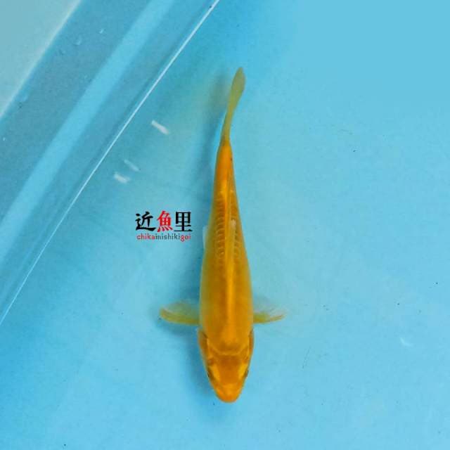 Hariwake Doitsu 21 cm