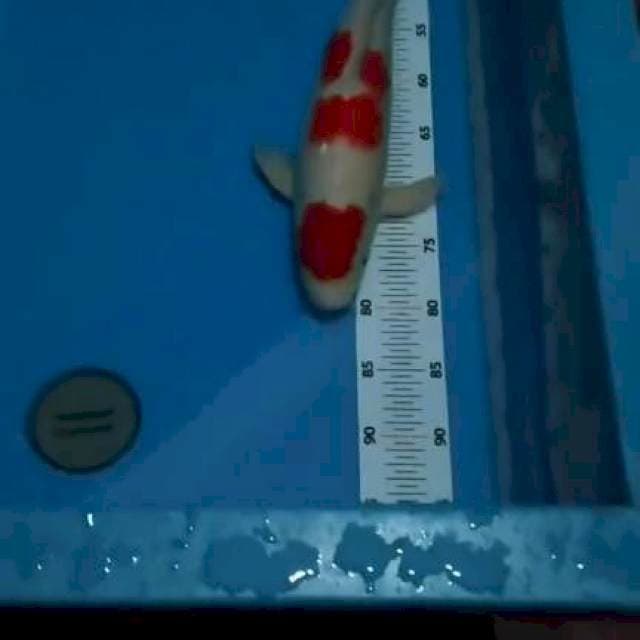 Kohaku male