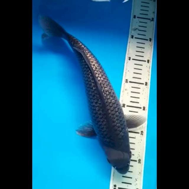 SORAGOI GINRIN PUNUK 35 Cm, JANTAN