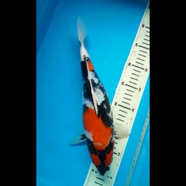 SHOWA KEPALA DEKIK 34 Cm