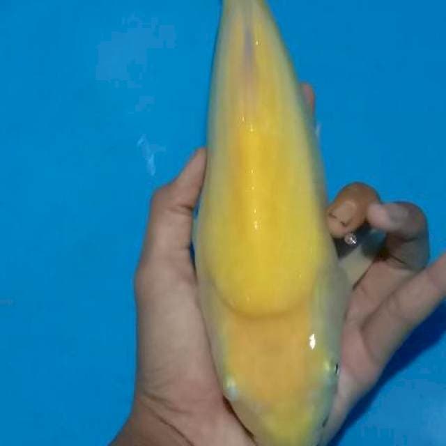 Karasi 28cm insang kebuka sebelah