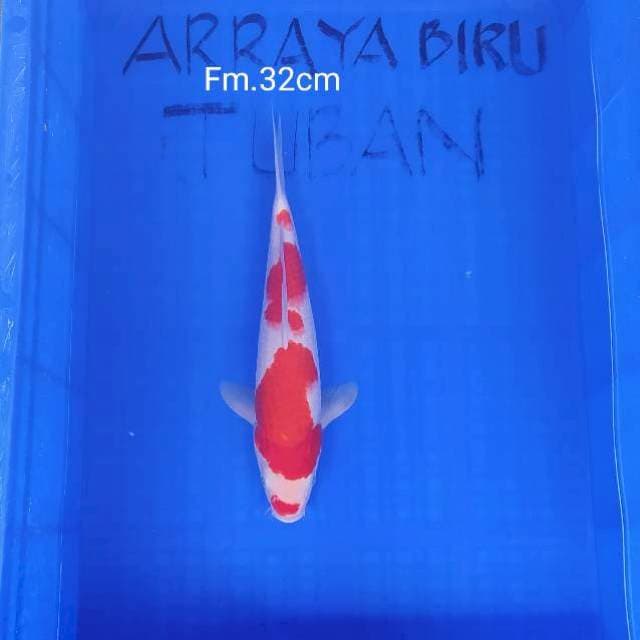 Kohaku Ready Show 35bu