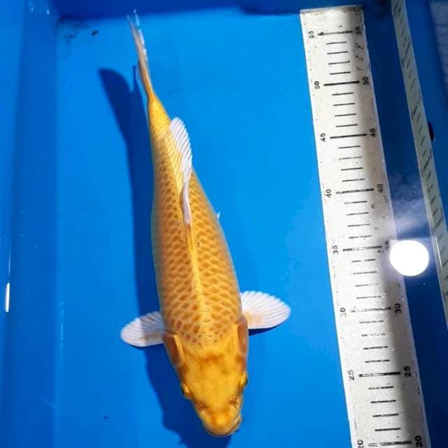 YAMABUKI OGON GOOD RING F1 33 CM