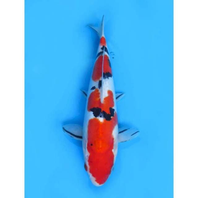 Doitsu Murni - 29cm female