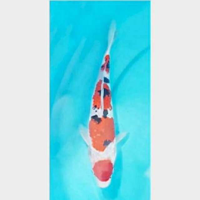 Sanke SQ 25cm