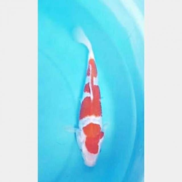 Kohaku 25cm