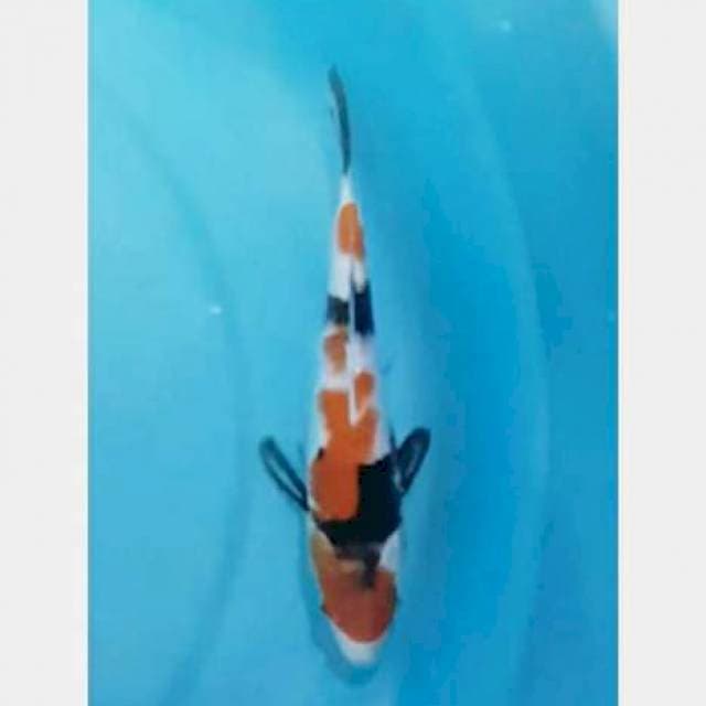 Showa 20cm