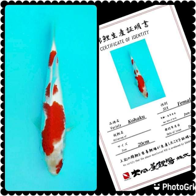 Kohaku Dainichi 25cm