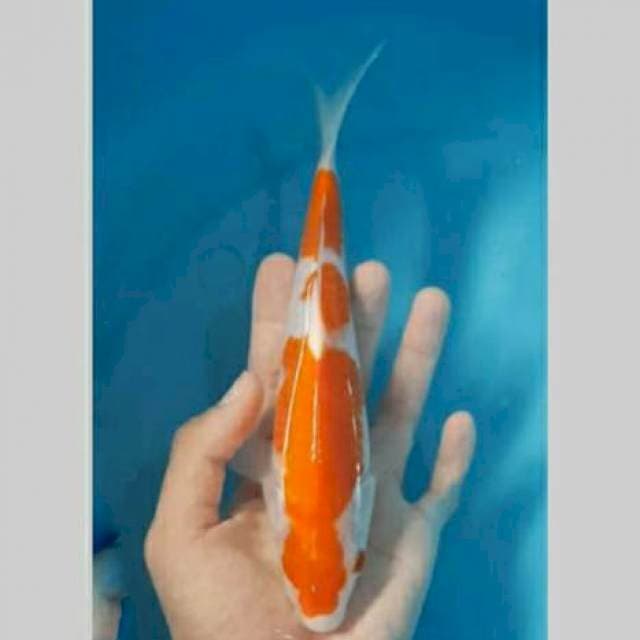 Kohaku 20cm